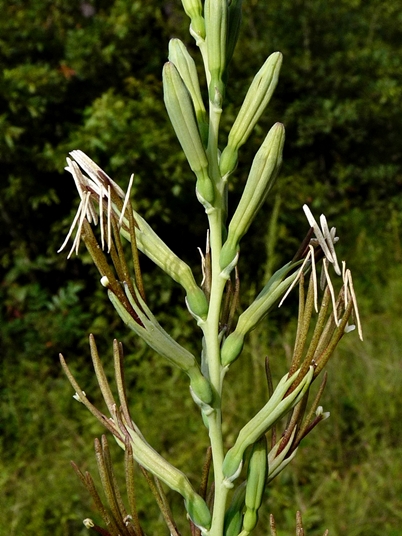 {Manfreda virginica}